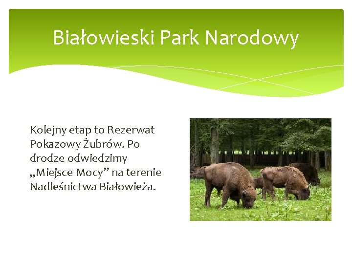 Białowieski Park Narodowy Kolejny etap to Rezerwat Pokazowy Żubrów. Po drodze odwiedzimy „Miejsce Mocy”