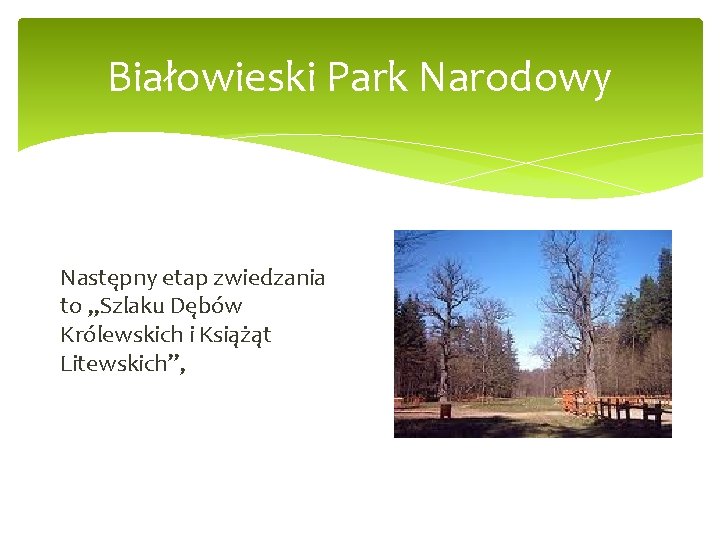 Białowieski Park Narodowy Następny etap zwiedzania to „Szlaku Dębów Królewskich i Książąt Litewskich”, 