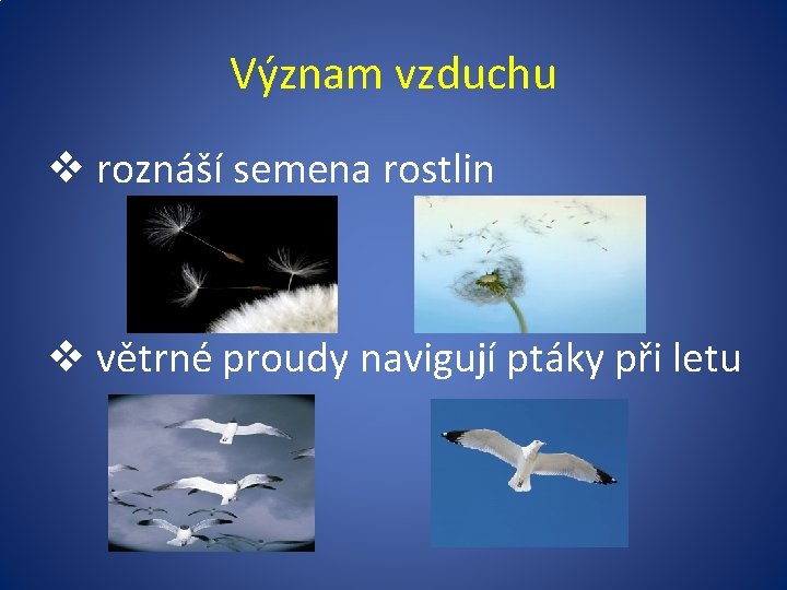 Význam vzduchu v roznáší semena rostlin v větrné proudy navigují ptáky při letu 