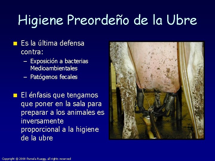 Higiene Preordeño de la Ubre n Es la última defensa contra: – Exposición a