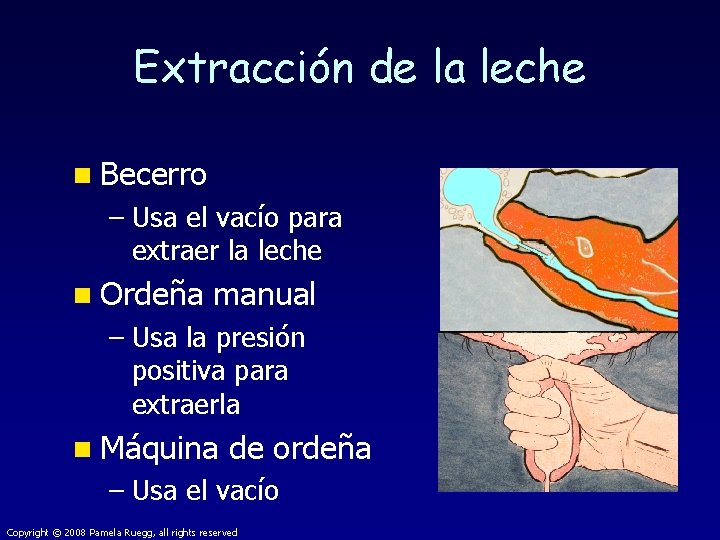 Extracción de la leche n Becerro – Usa el vacío para extraer la leche