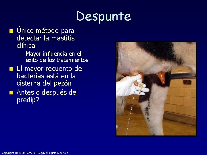 Despunte n Único método para detectar la mastitis clínica – Mayor influencia en el