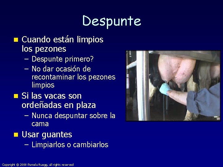 Despunte n Cuando están limpios los pezones – Despunte primero? – No dar ocasión