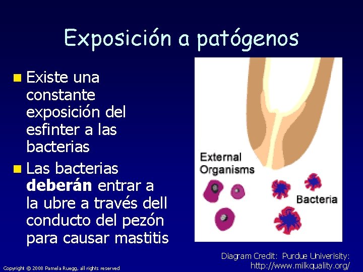 Exposición a patógenos n Existe una constante exposición del esfinter a las bacterias n