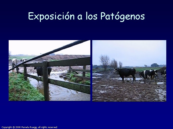 Exposición a los Patógenos Copyright © 2008 Pamela Ruegg, all rights reserved 
