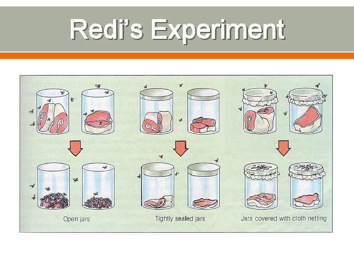 Redi’s Experiment 