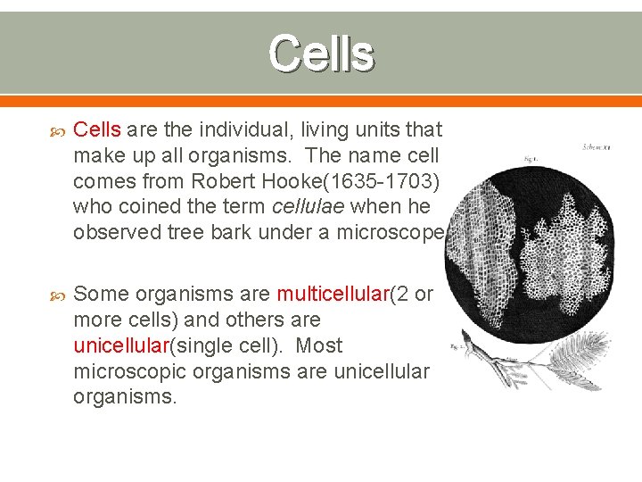 Cells are the individual, living units that make up all organisms. The name cell