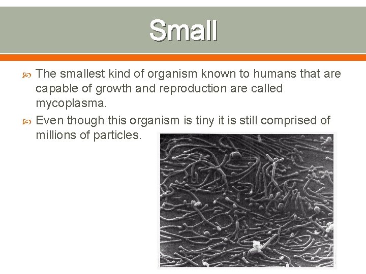 Small The smallest kind of organism known to humans that are capable of growth