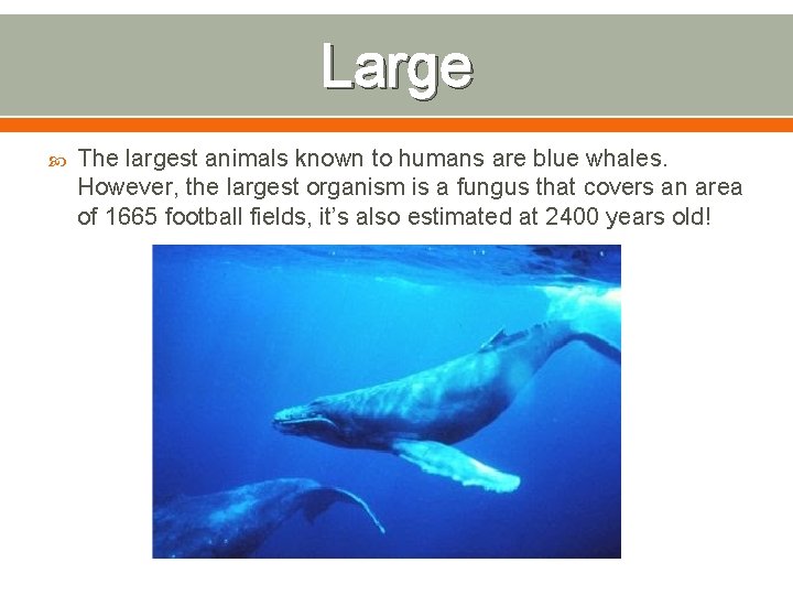Large The largest animals known to humans are blue whales. However, the largest organism