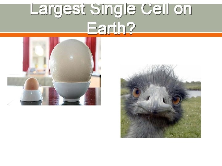 Largest Single Cell on Earth? 