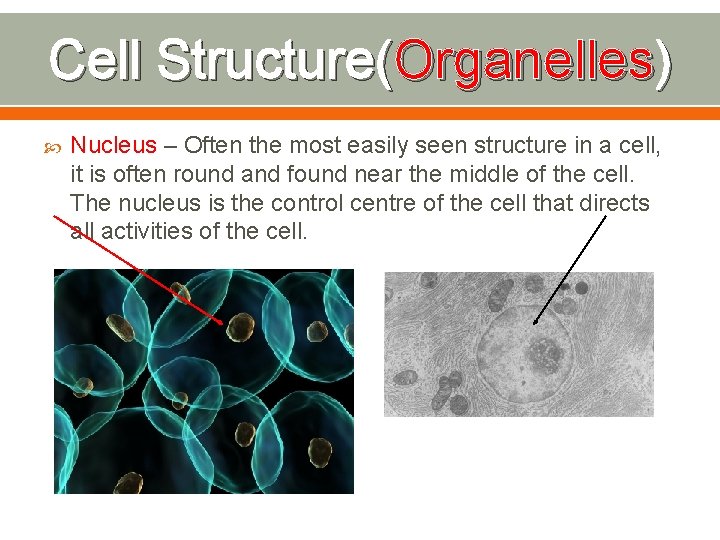 Cell Structure(Organelles) Nucleus – Often the most easily seen structure in a cell, it