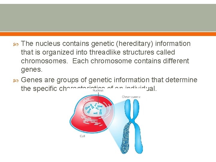  The nucleus contains genetic (hereditary) information that is organized into threadlike structures called