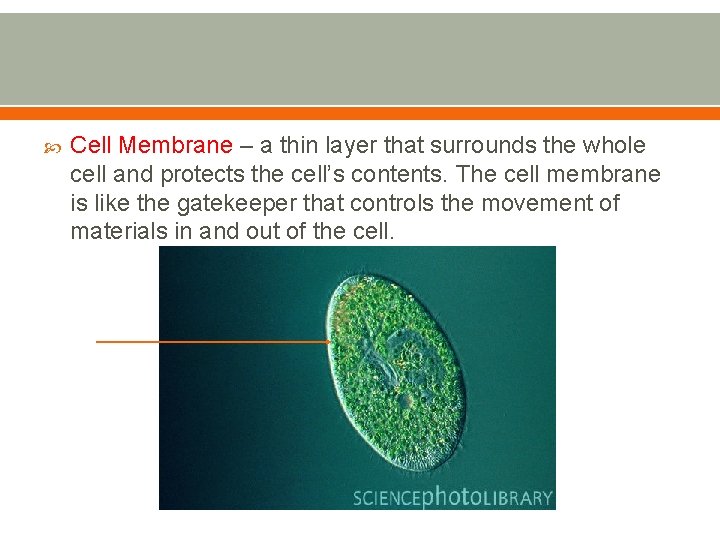  Cell Membrane – a thin layer that surrounds the whole cell and protects