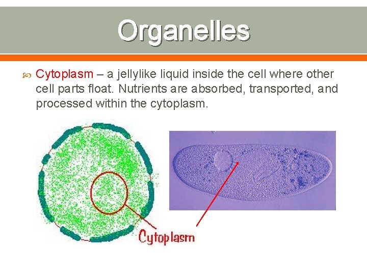 Organelles Cytoplasm – a jellylike liquid inside the cell where other cell parts float.