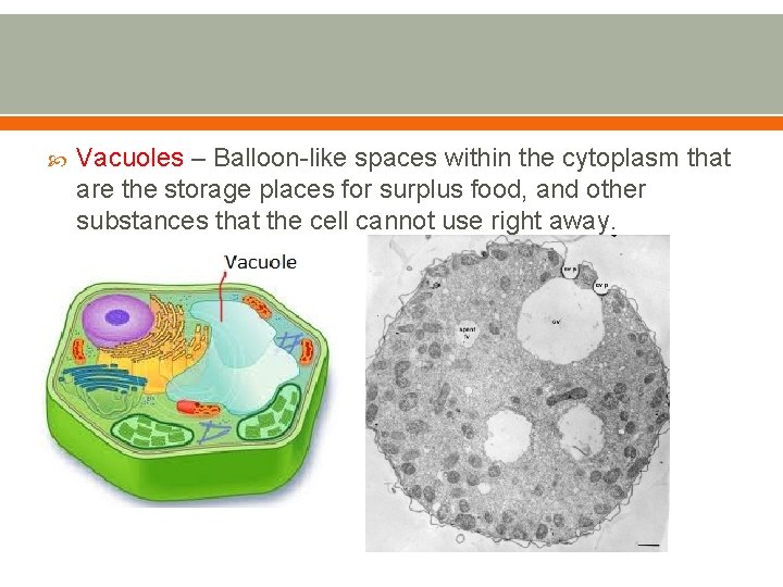  Vacuoles – Balloon-like spaces within the cytoplasm that are the storage places for