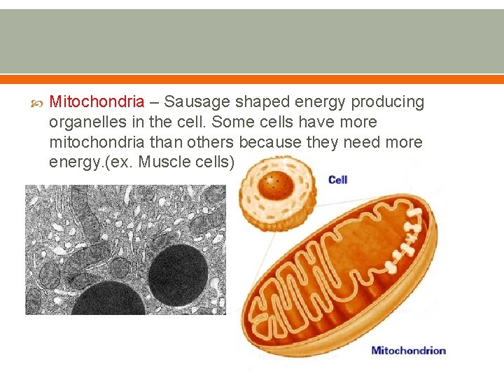  Mitochondria – Sausage shaped energy producing organelles in the cell. Some cells have