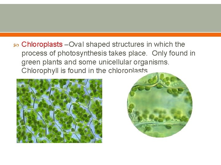  Chloroplasts –Oval shaped structures in which the process of photosynthesis takes place. Only