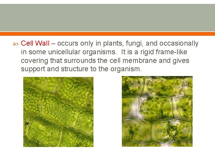 Cell Wall – occurs only in plants, fungi, and occasionally in some unicellular