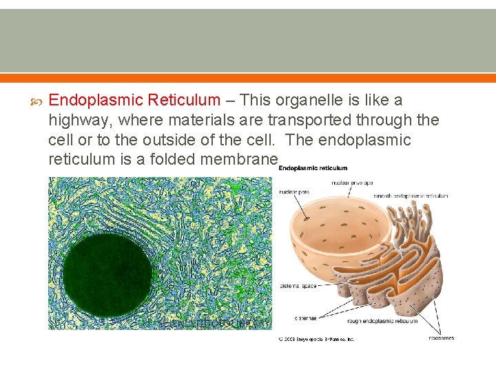  Endoplasmic Reticulum – This organelle is like a highway, where materials are transported
