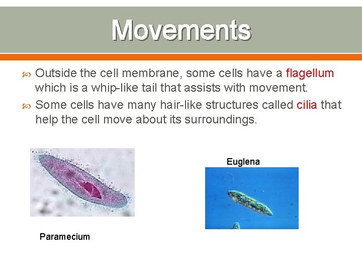 Movements Outside the cell membrane, some cells have a flagellum which is a whip-like