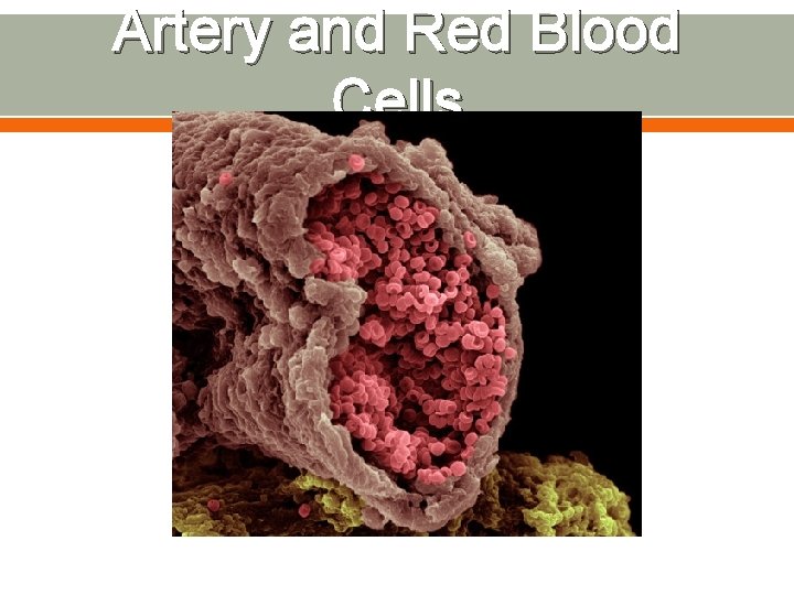 Artery and Red Blood Cells 