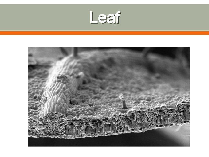 Leaf 