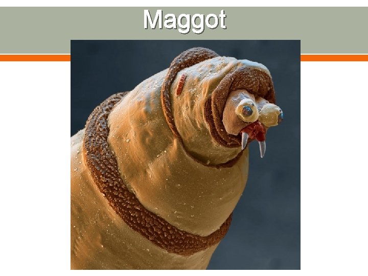 Maggot 