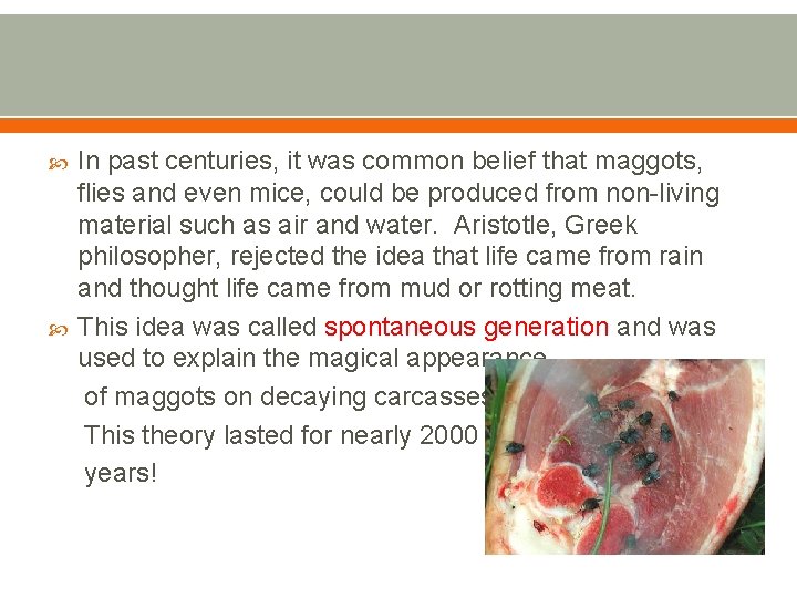  In past centuries, it was common belief that maggots, flies and even mice,