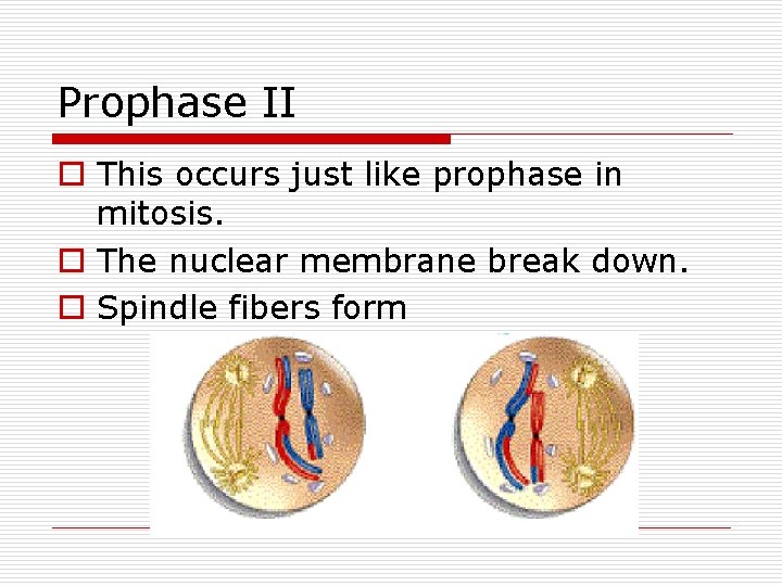 Prophase II o This occurs just like prophase in mitosis. o The nuclear membrane