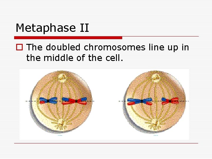 Metaphase II o The doubled chromosomes line up in the middle of the cell.