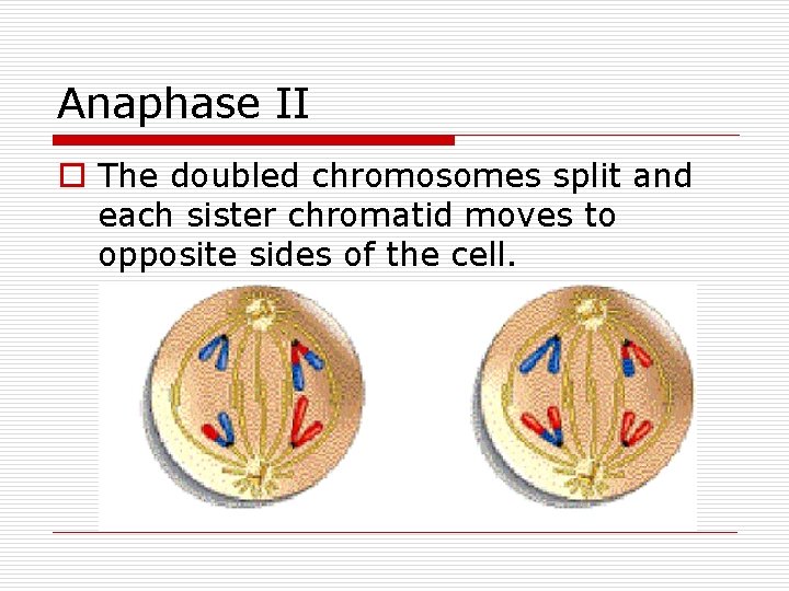 Anaphase II o The doubled chromosomes split and each sister chromatid moves to opposite