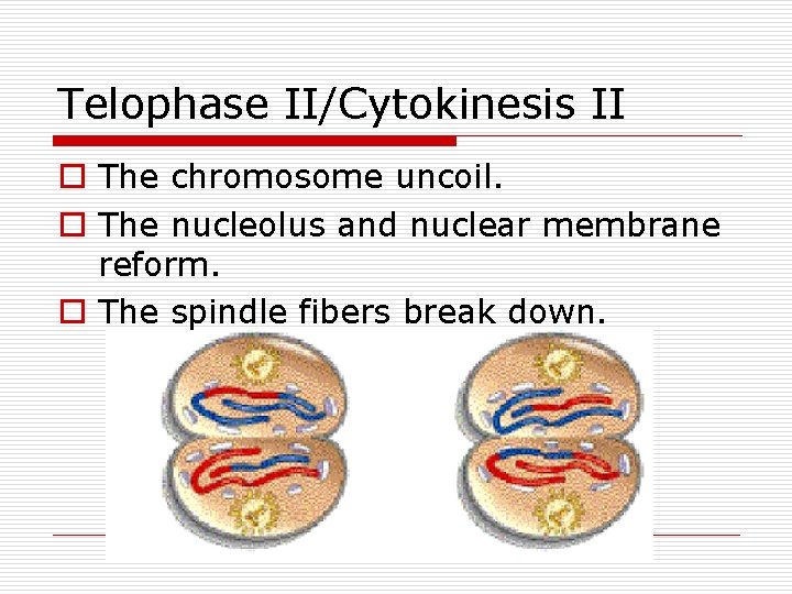 Telophase II/Cytokinesis II o The chromosome uncoil. o The nucleolus and nuclear membrane reform.