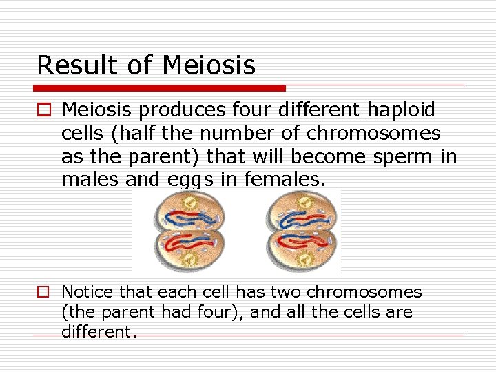 Result of Meiosis o Meiosis produces four different haploid cells (half the number of