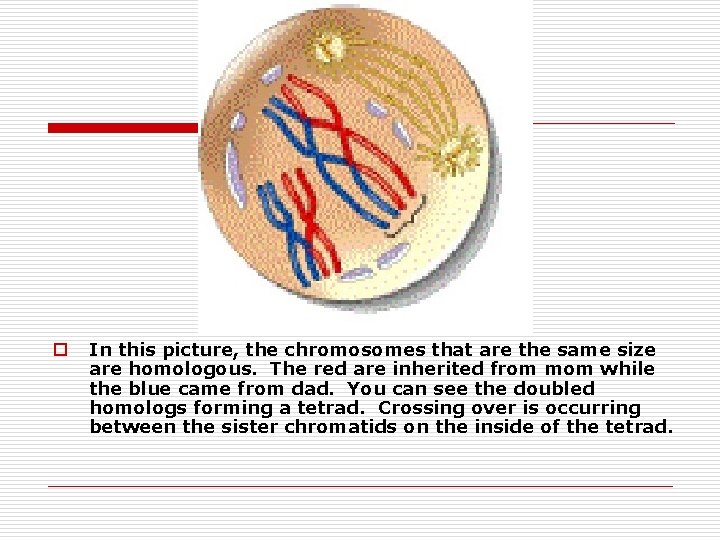 o In this picture, the chromosomes that are the same size are homologous. The
