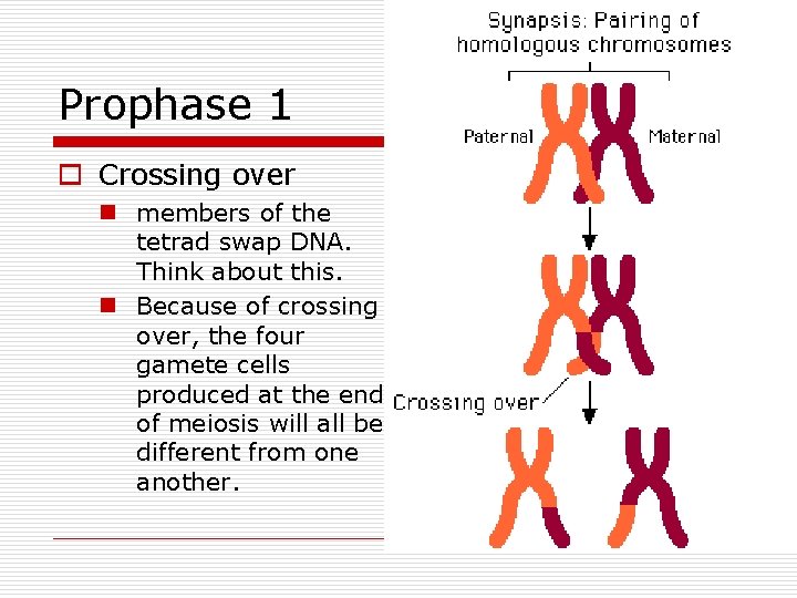 Prophase 1 o Crossing over n members of the tetrad swap DNA. Think about