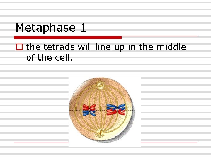 Metaphase 1 o the tetrads will line up in the middle of the cell.