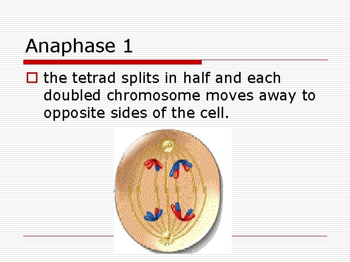 Anaphase 1 o the tetrad splits in half and each doubled chromosome moves away