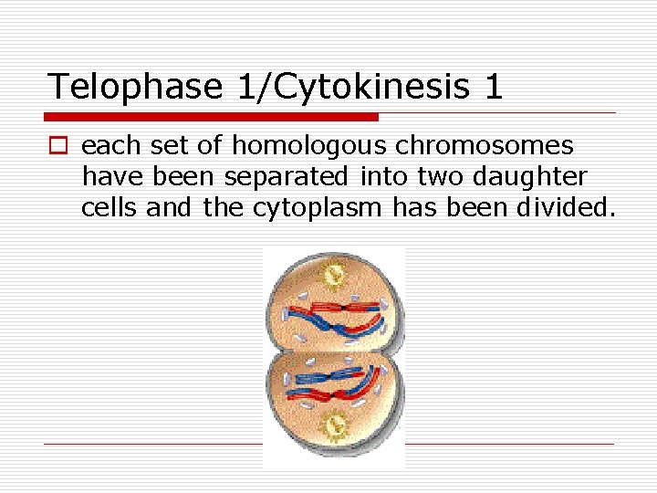 Telophase 1/Cytokinesis 1 o each set of homologous chromosomes have been separated into two