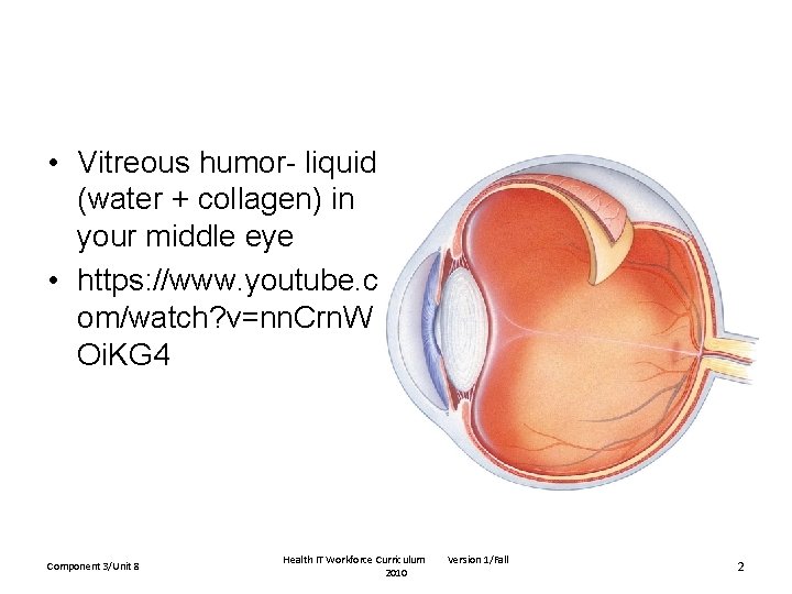  • Vitreous humor- liquid (water + collagen) in your middle eye • https: