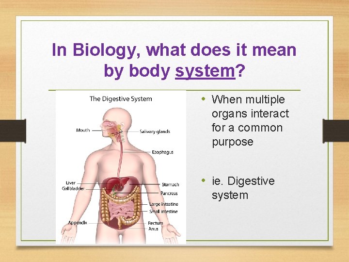 In Biology, what does it mean by body system? • When multiple organs interact
