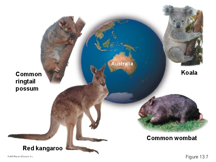 Australia Common ringtail possum Koala Common wombat Red kangaroo Figure 13. 7 