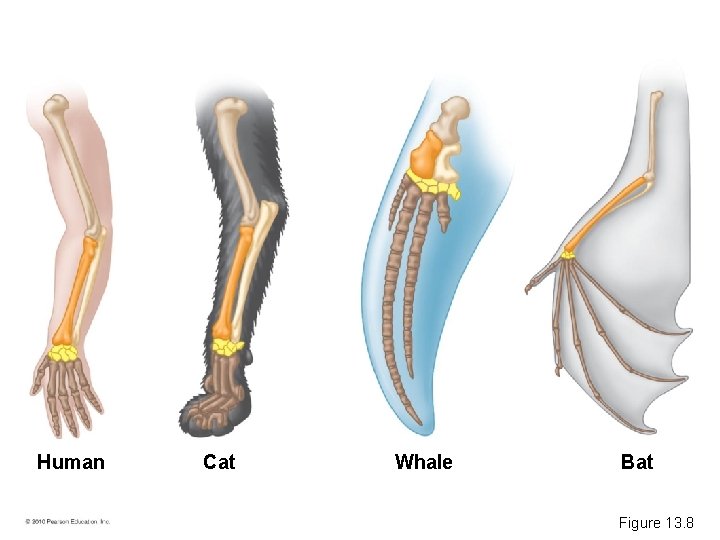 Human Cat Whale Bat Figure 13. 8 