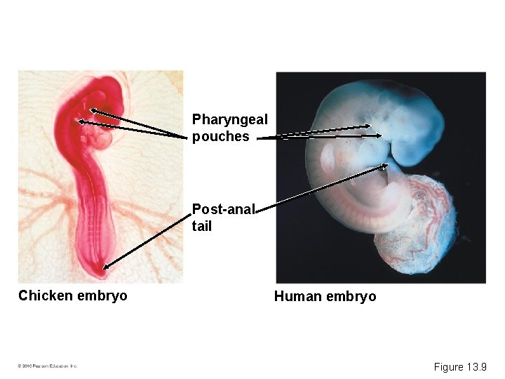 Pharyngeal pouches Post-anal tail Chicken embryo Human embryo Figure 13. 9 
