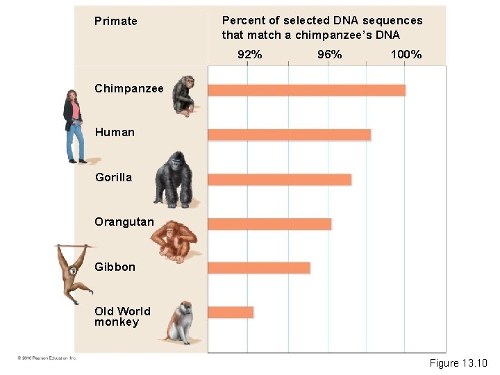 Primate Percent of selected DNA sequences that match a chimpanzee’s DNA 92% 96% 100%