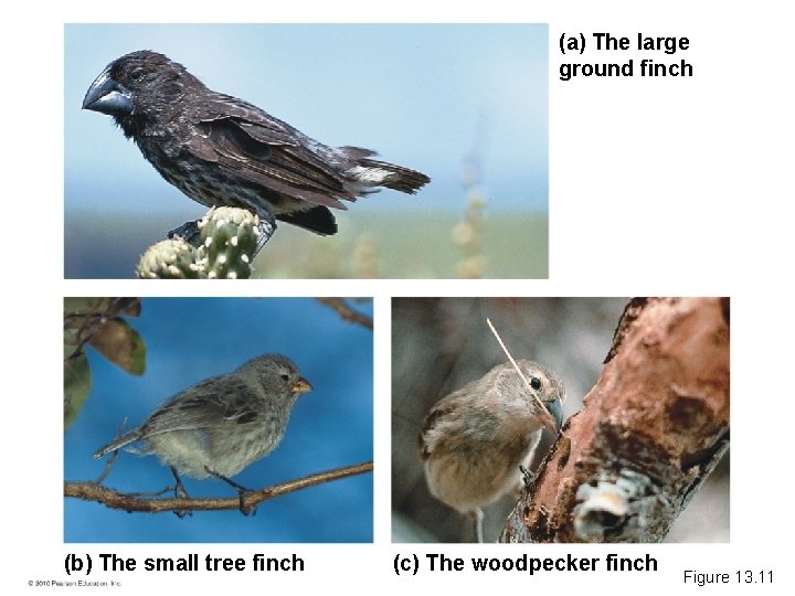 (a) The large ground finch (b) The small tree finch (c) The woodpecker finch