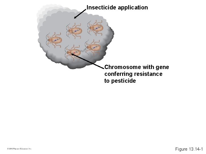 Insecticide application Chromosome with gene conferring resistance to pesticide Figure 13. 14 -1 