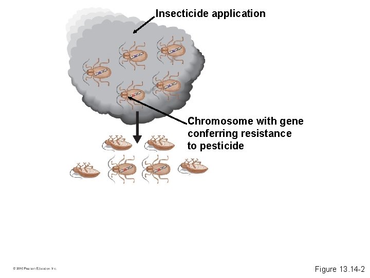 Insecticide application Chromosome with gene conferring resistance to pesticide Figure 13. 14 -2 