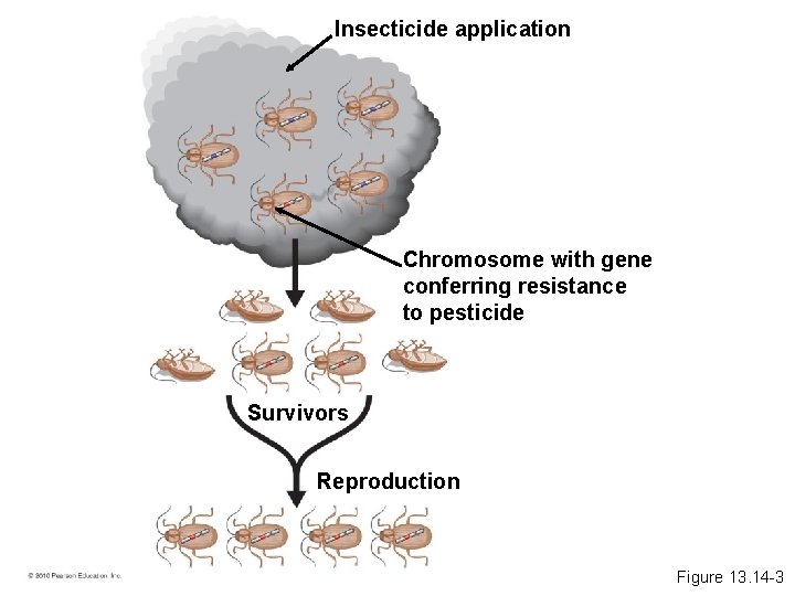 Insecticide application Chromosome with gene conferring resistance to pesticide Survivors Reproduction Figure 13. 14