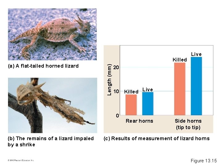 (a) A flat-tailed horned lizard Length (mm) Killed 20 10 Killed Live 0 (b)