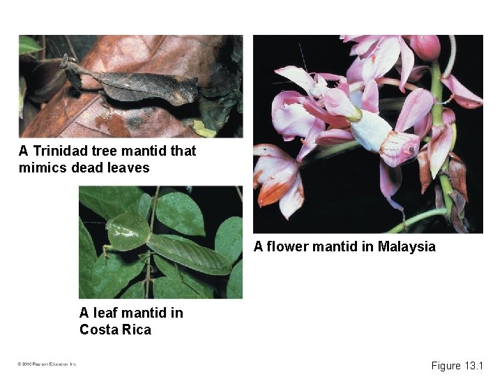 A Trinidad tree mantid that mimics dead leaves A flower mantid in Malaysia A